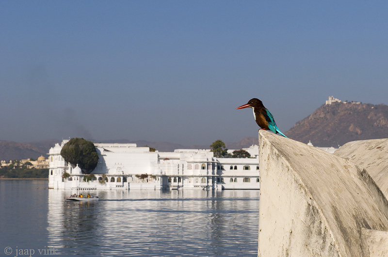 White-throated Kingfisher - Smyrna-ijsvogel - Halcyon smyrnensis