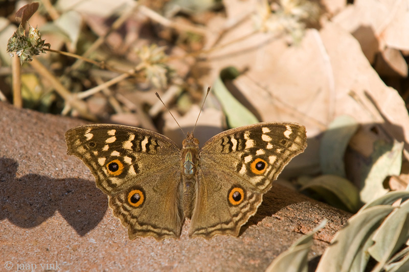 Lemon Pansy - Junonia lemonias