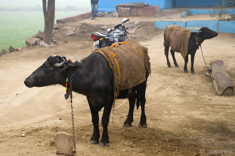 Domestic animals covered for the cold