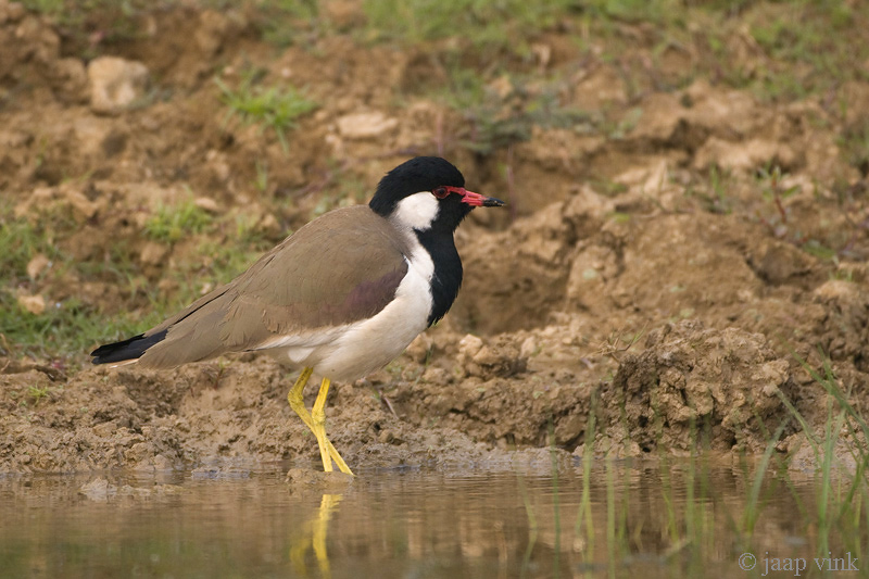 Red-wattled Lapwing - Indische Kievit - Vanellus indicus