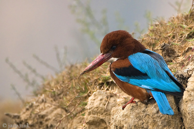 White-throated Kingfisher - Smyrna-ijsvogel - Halcyon smyrnensis