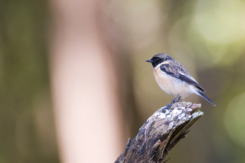 Siberian Stonechat - Aziatische Roodborsttapuit - Saxicola maurus