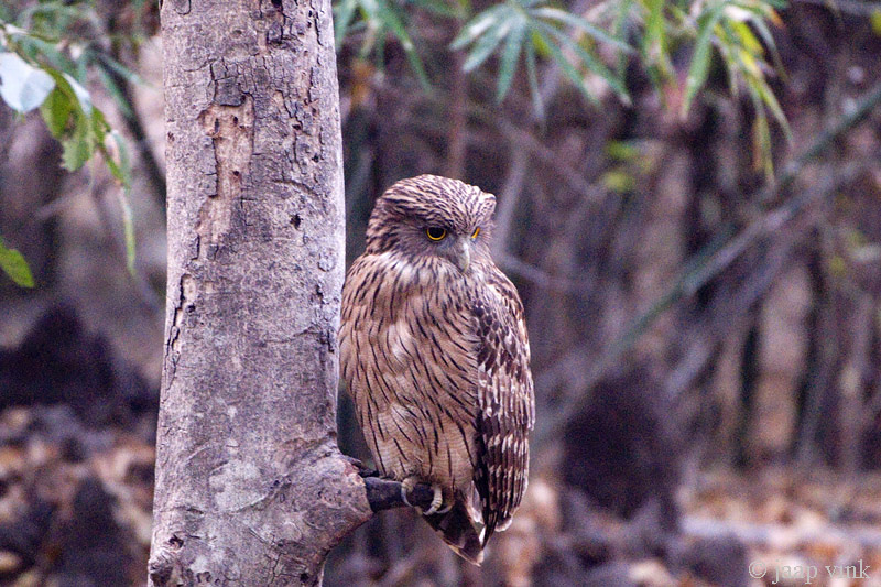 Brown Fish Owl - Bruine Visuil - Ketupa zeylonensis