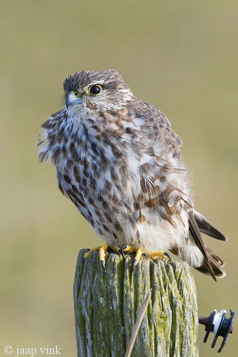 Merlin - Smelleken - Falco columbarius