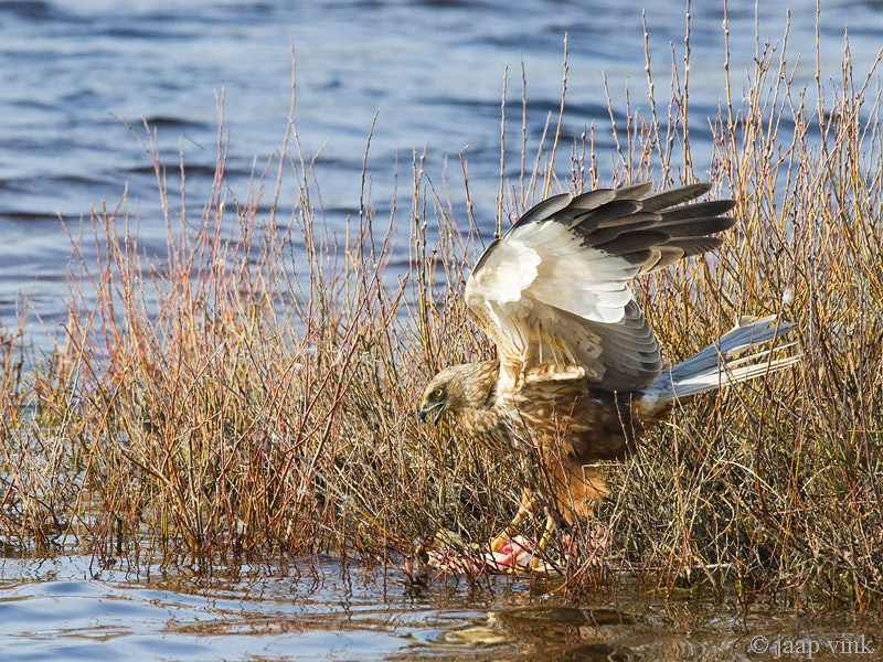 Western Marsh Harrier - Bruine Kiekendief - Circus aeruginosus