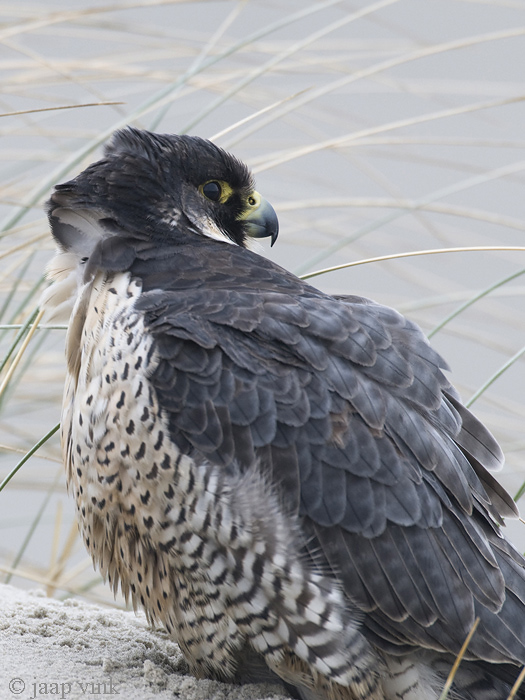 Peregrine - Slechtvalk - Falco peregrinus
