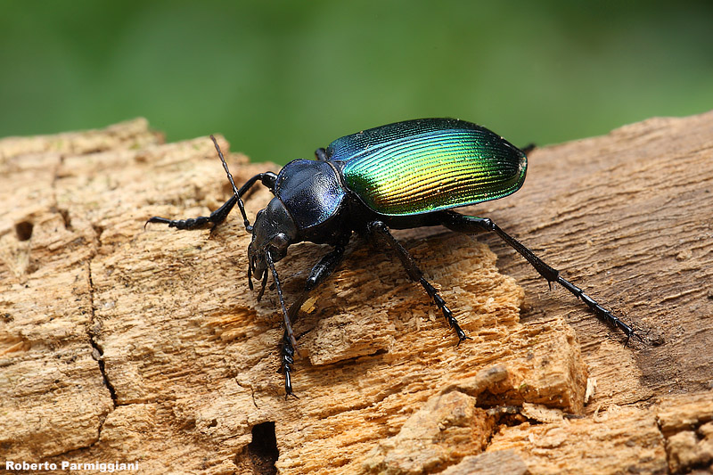 Calosoma sycophanta (sicofante)