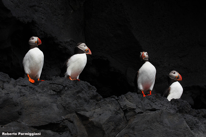 Fratercula arctica (puffin - pulcinella di mare)