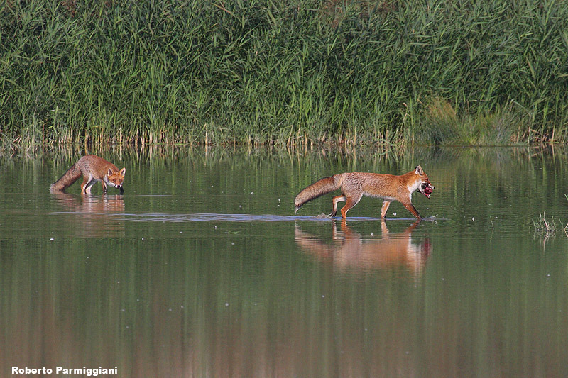 Vulpes vulpes (red fox - volpe)