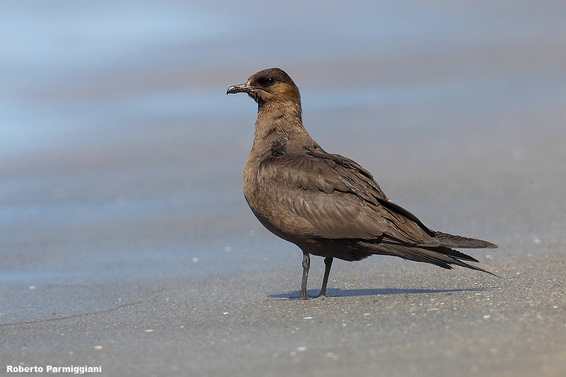 Stercorarius parasiticus (arctic skua - labbo)