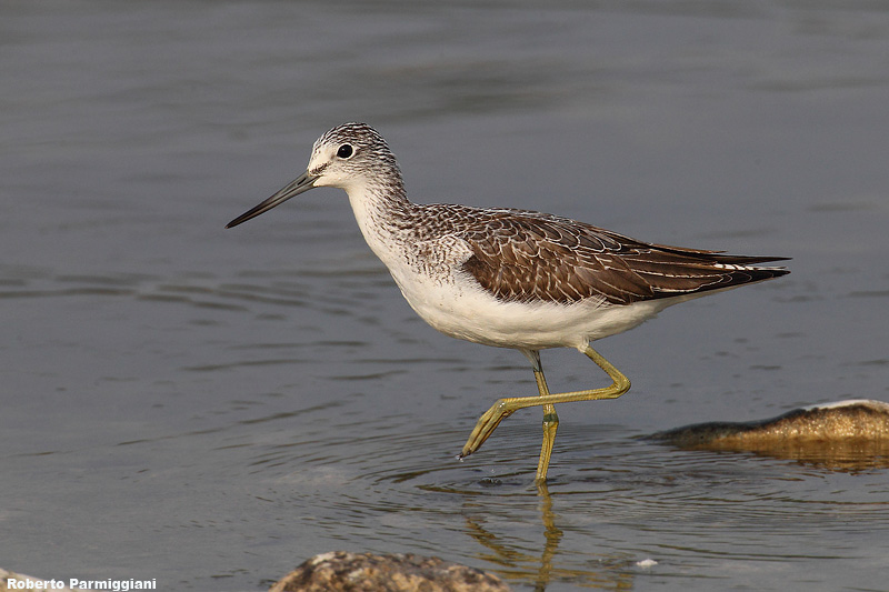 Tringa nebularia (greenshank-pantana)