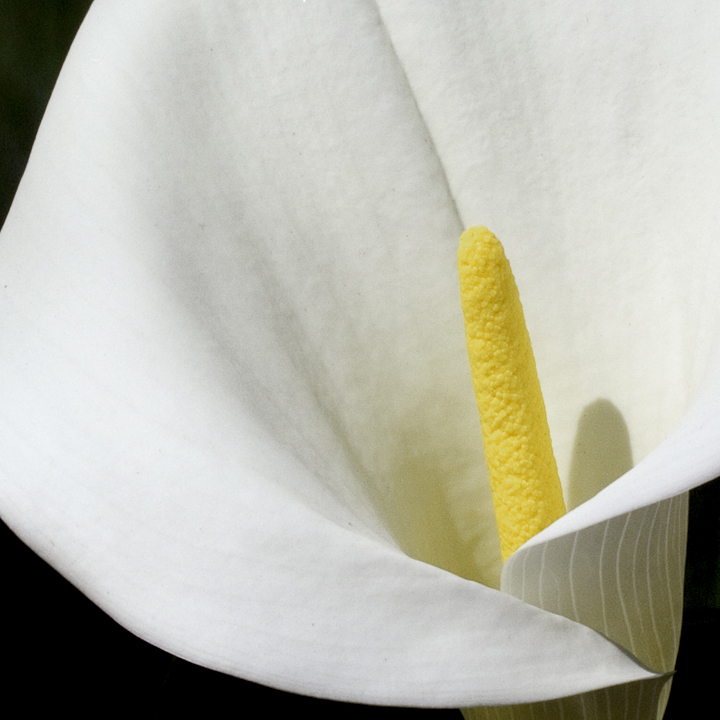 Calla Lily #1