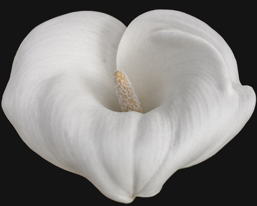 Calla Lily #2