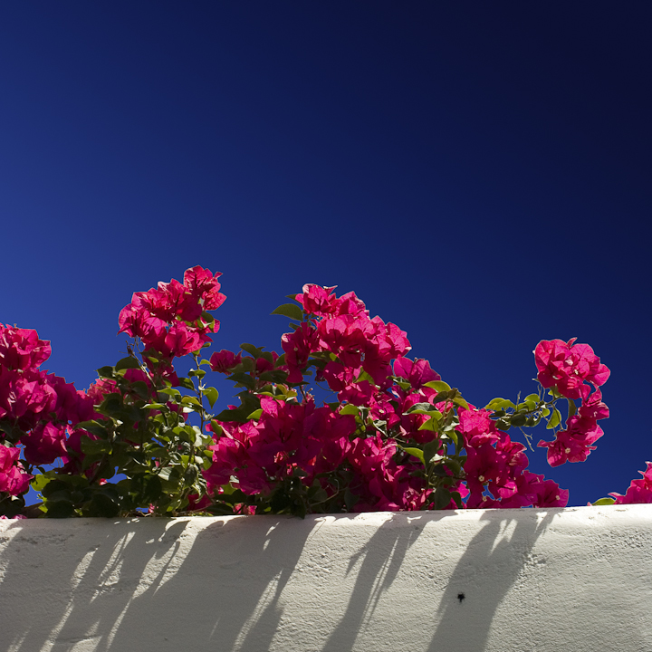 Crimson Bougainvillea 