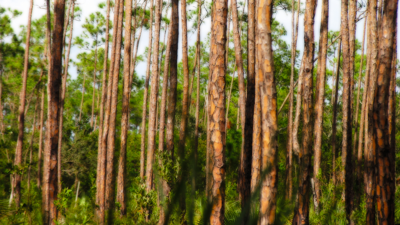 Pine Wood Forest