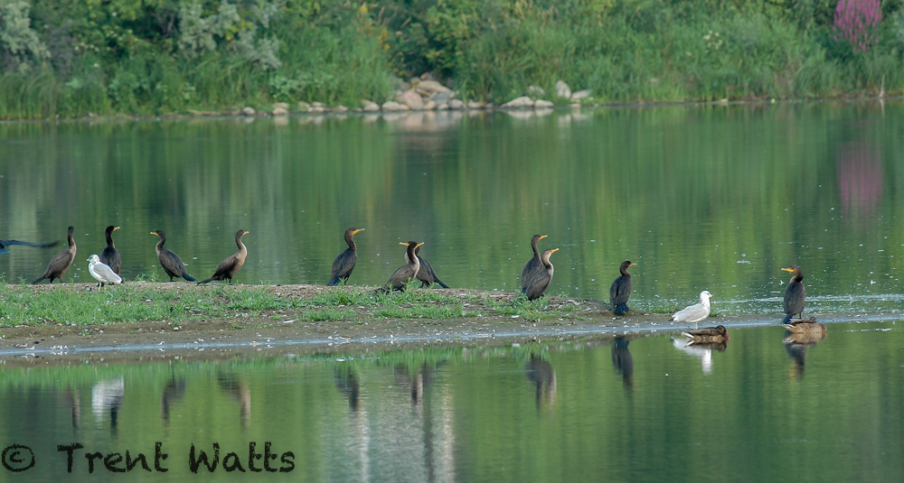 Cormorants, Ducks and Gulls on the South Saskatchewan River in Saskatoon.