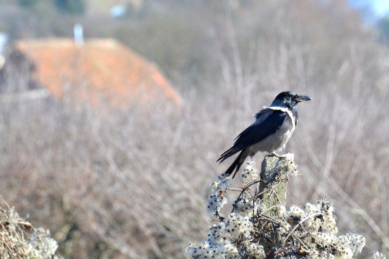 Hooded crow  siva vrana DSC_0761xNpb