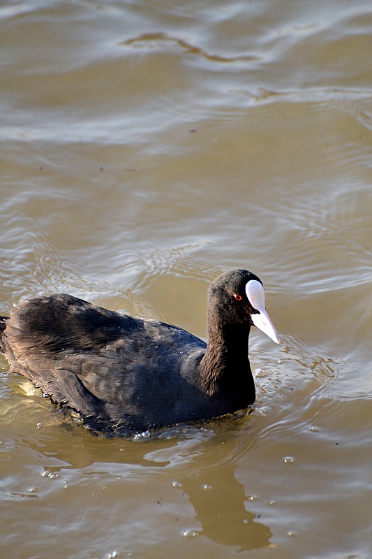 Coot fulica arta črna liska DSC_1548xpb