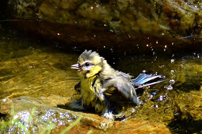 Blue tit cyanistes caeruleus plavček  dsc_0315fNTBpb