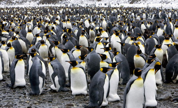 Fortuna Bay King Penguin Colony 3
