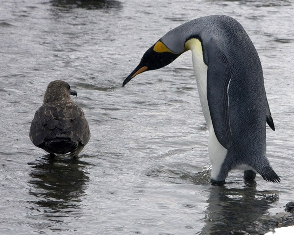 King Penguin and a Skua
