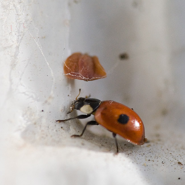 Feb 11 - Ladybird
