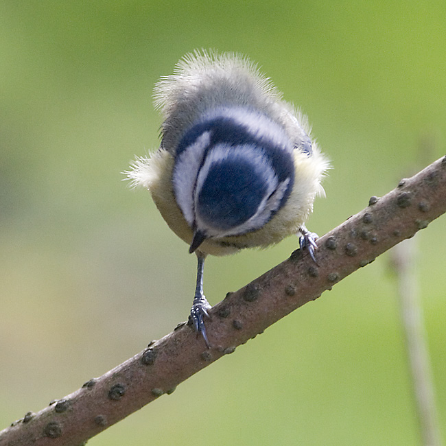Feb 15 - Blue tit