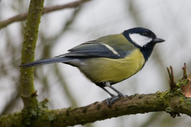 Feb 20 - Great Tit