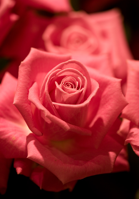 March 4 - Roses