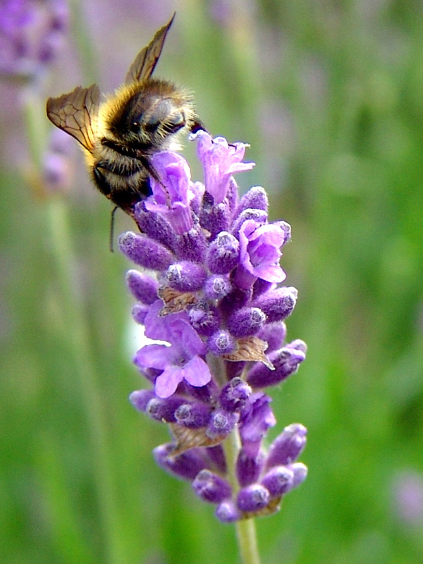 Bumble Bee on Lavender