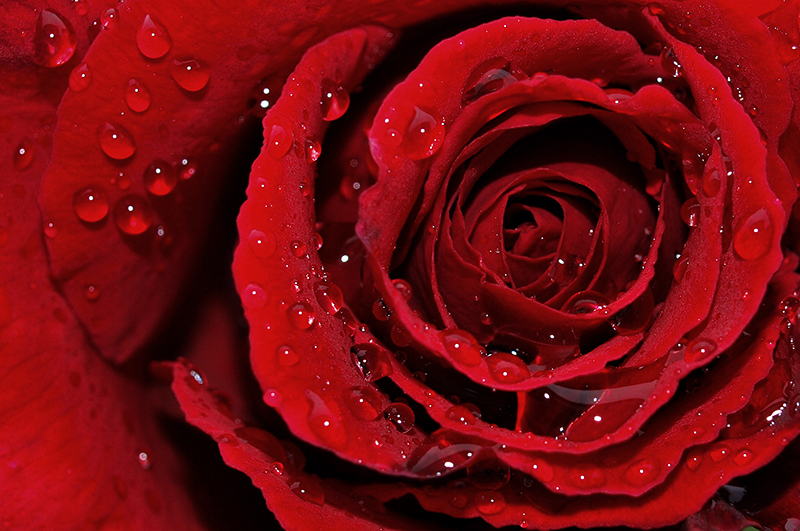 Close-up of Red Rose & Rain Drops