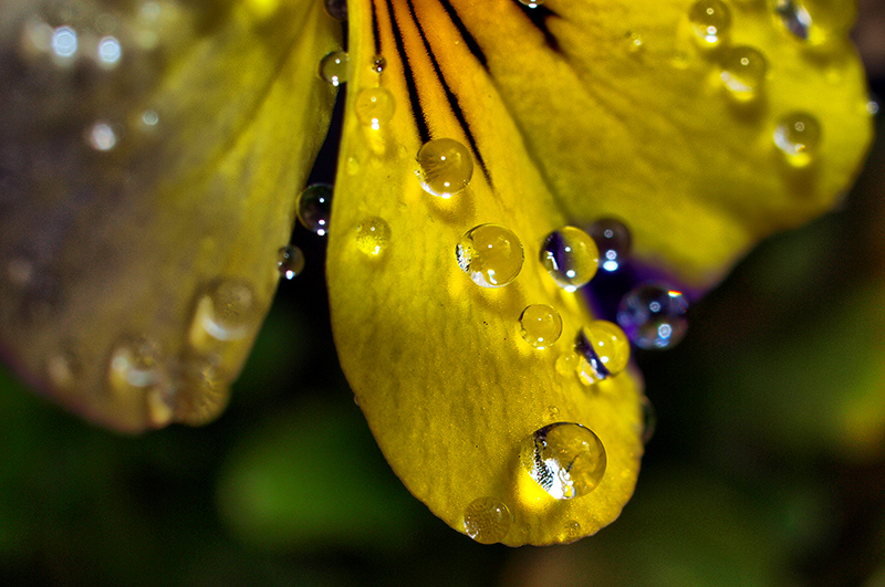 Close-up of Viola Petals & Raindrops