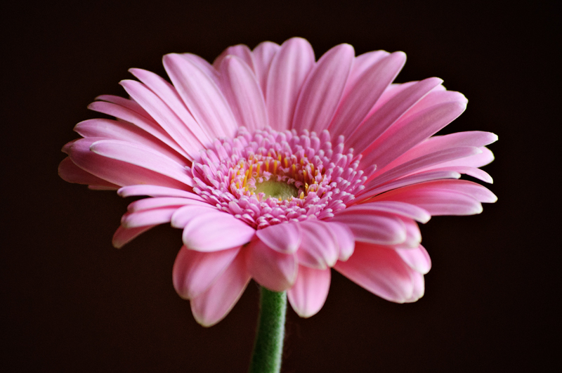 Pink Gerbera Daisy