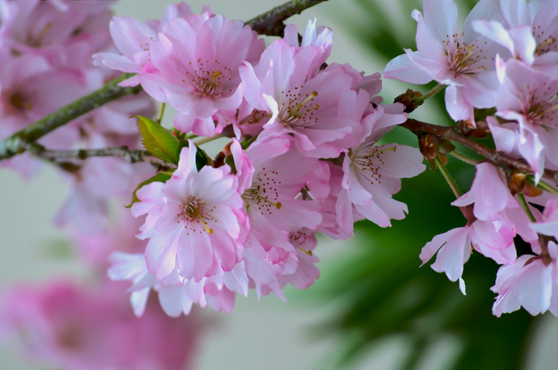 Pink Spring Blossom