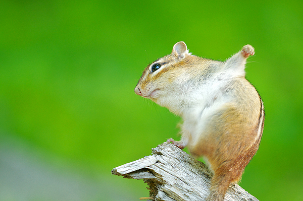 Eastern Chipmunk Stretching (or maybe waving to the photographer)