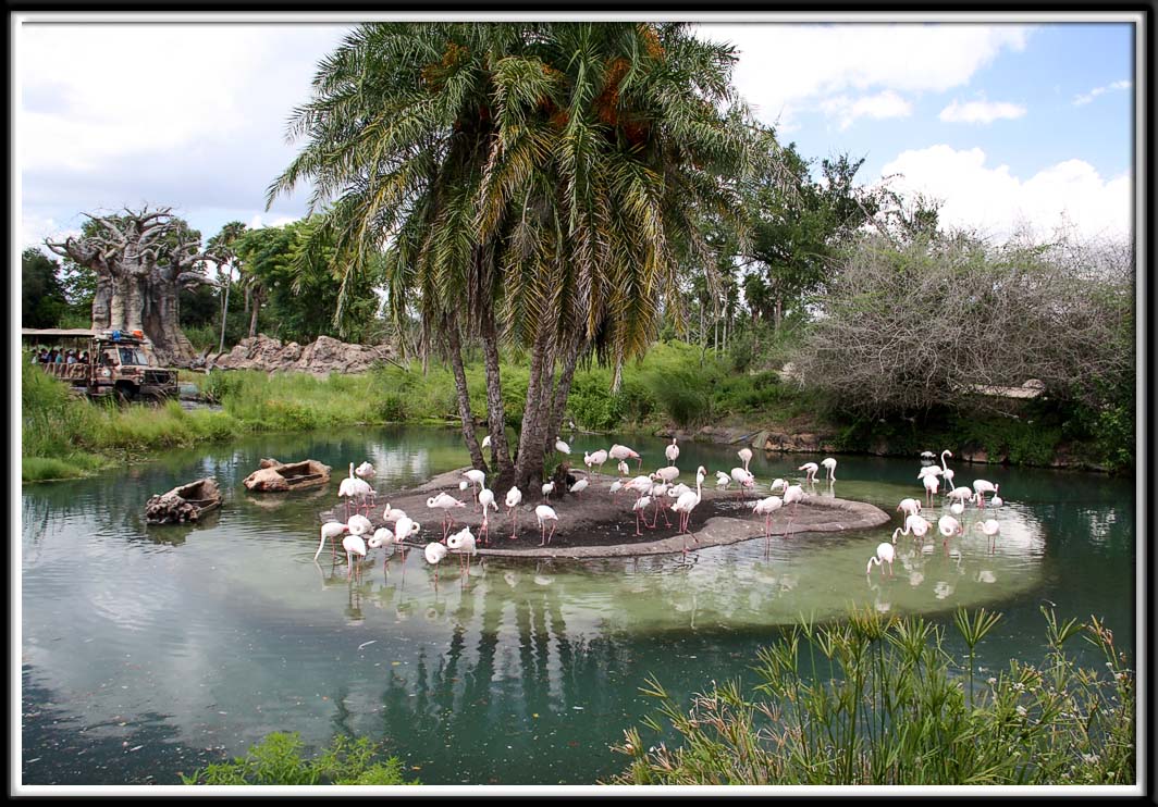 Kilimanjaro Safari Tour