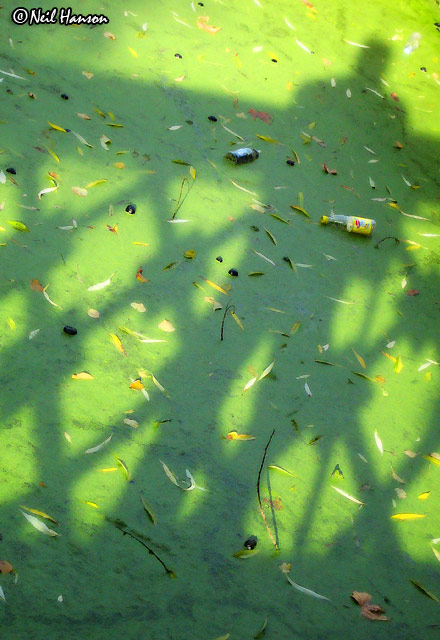Feeling Green