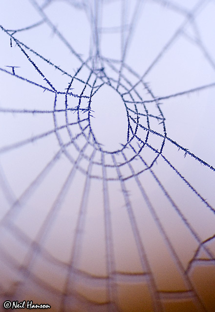 Web Frost