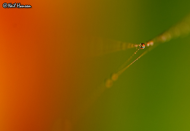 Web Abstract III