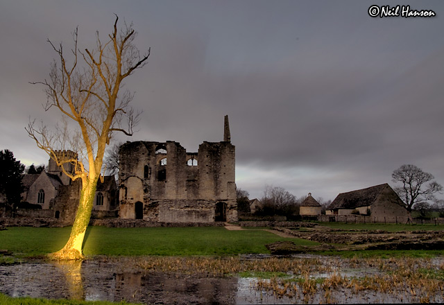 The Painted Tree