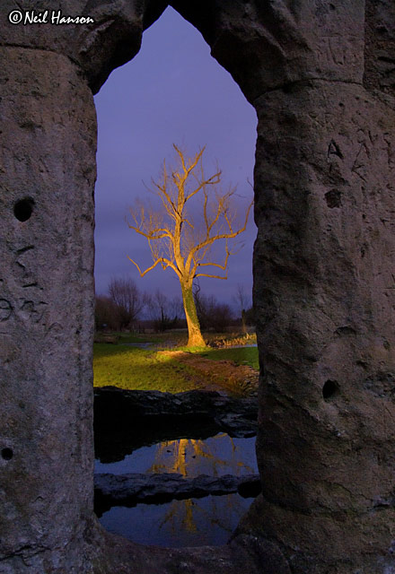 Painted Tree
