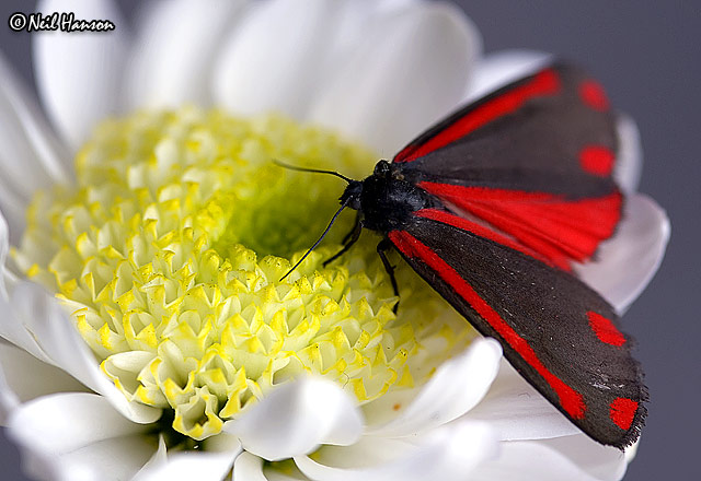 Cinnabar Moth