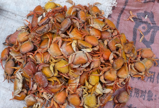 Crabs for sale, fresh produce market