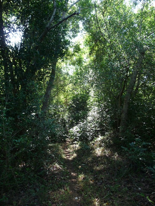 Jungle walk