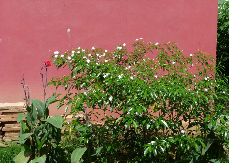 Station wall and garden between Colombo and Kandy