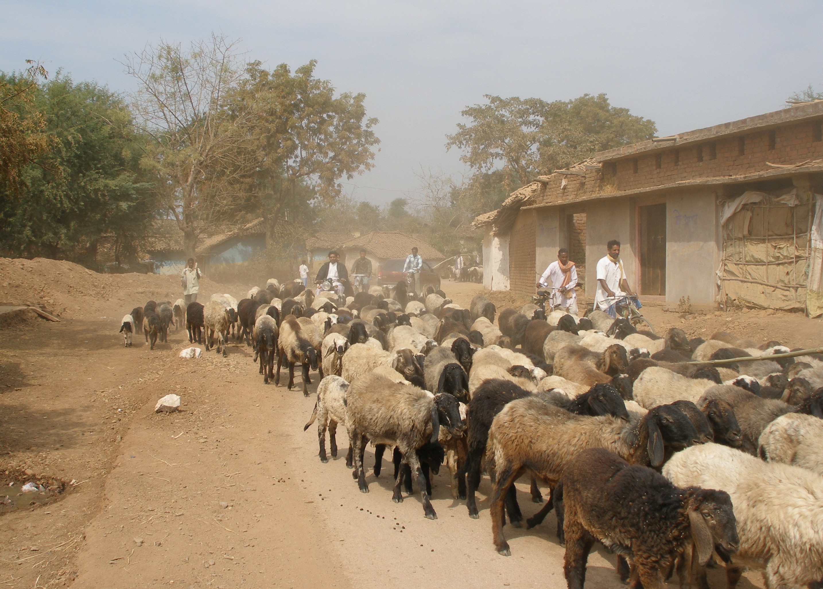 Flock of sheep