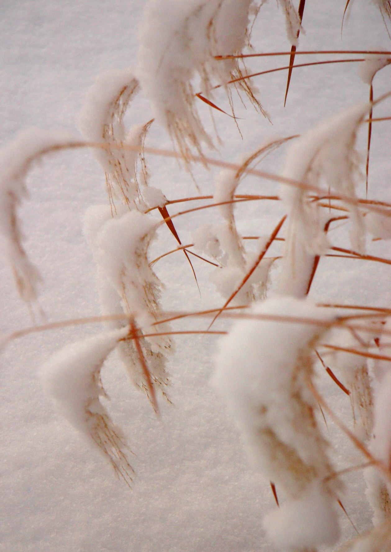 Frozen grasses.