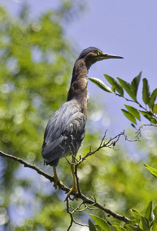 Green Heron