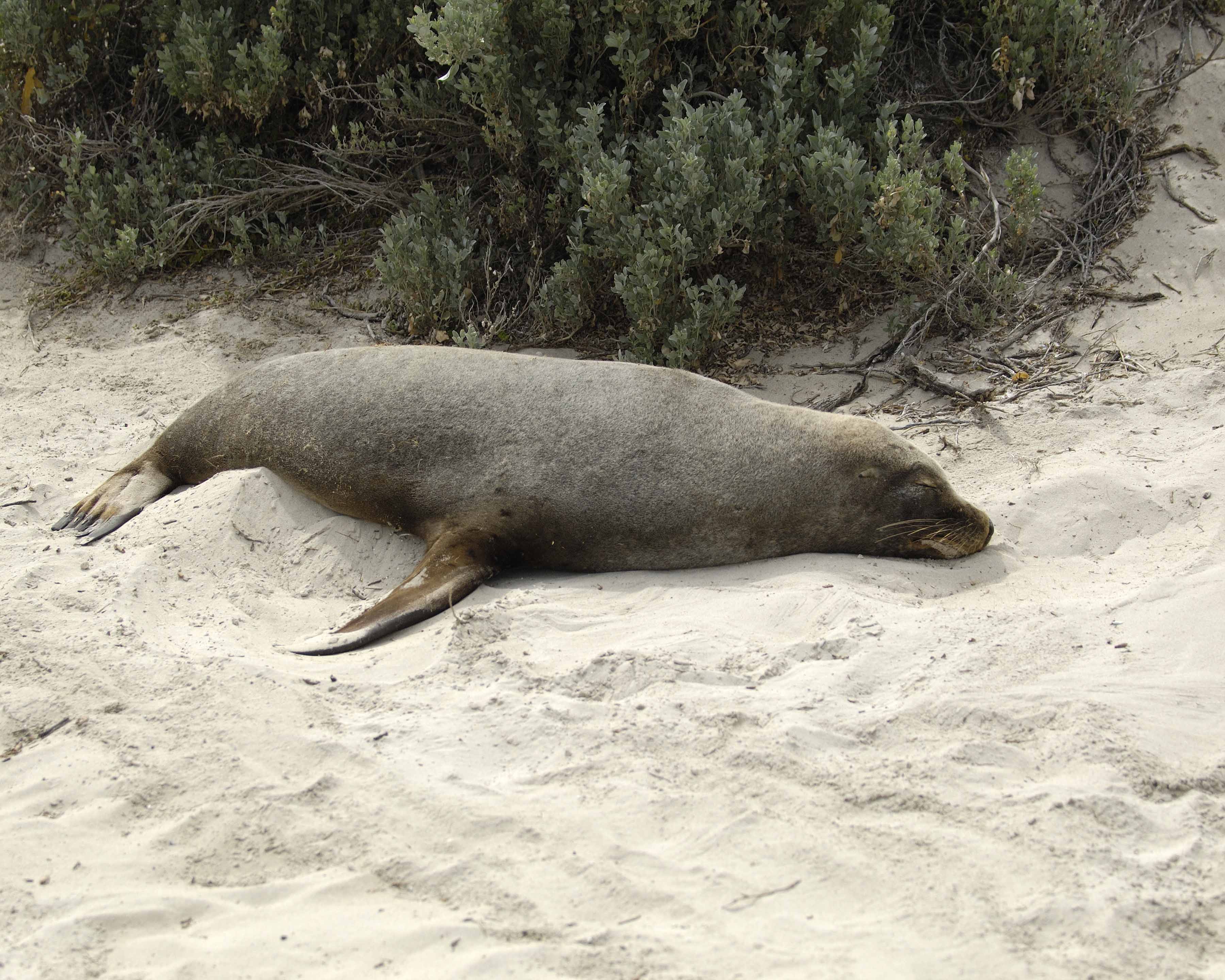 Sea Lion, Australian-123008-Seal Bay, Kangaroo Island, South Australia-#0017.jpg