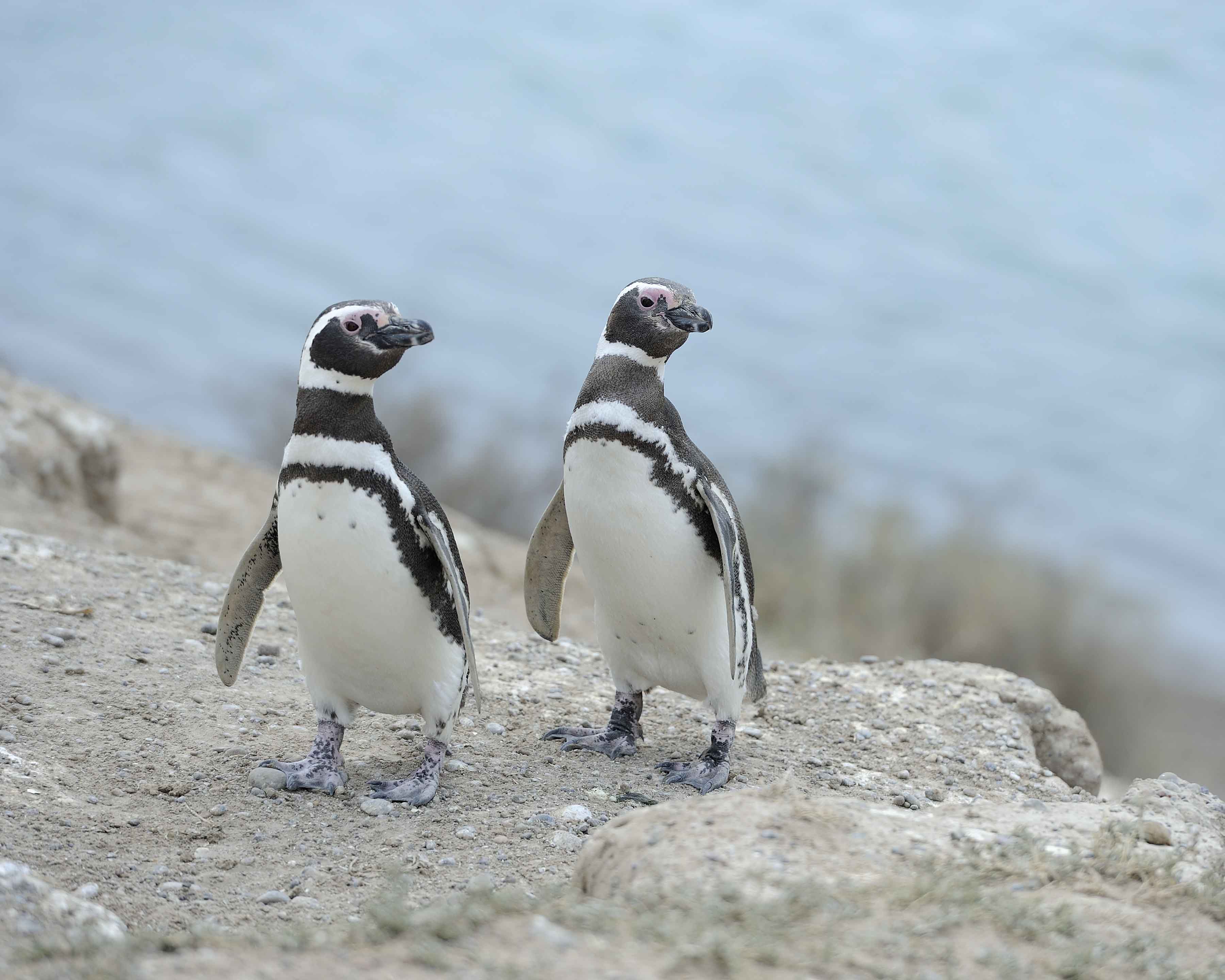 Penguin, Magellanic-122911-Punta Cero, Peninsula Valdes, Argentina-#0557.jpg